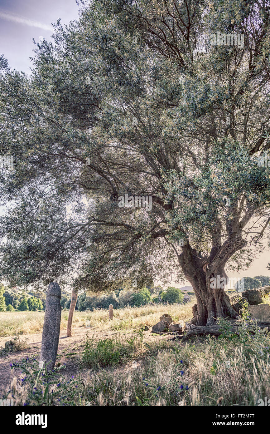 Olivenbaum auf Wiese mit Menhir in Filitosa Korsika Stockfoto