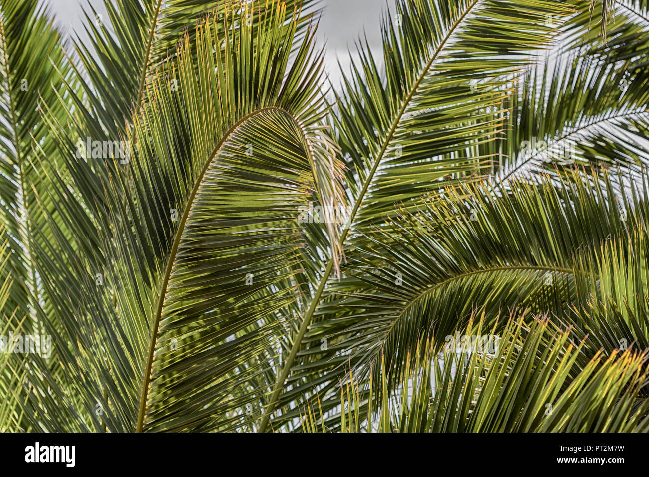 Blick auf Palmblättern, Palmwedel auf das Mittelmeer Stockfoto