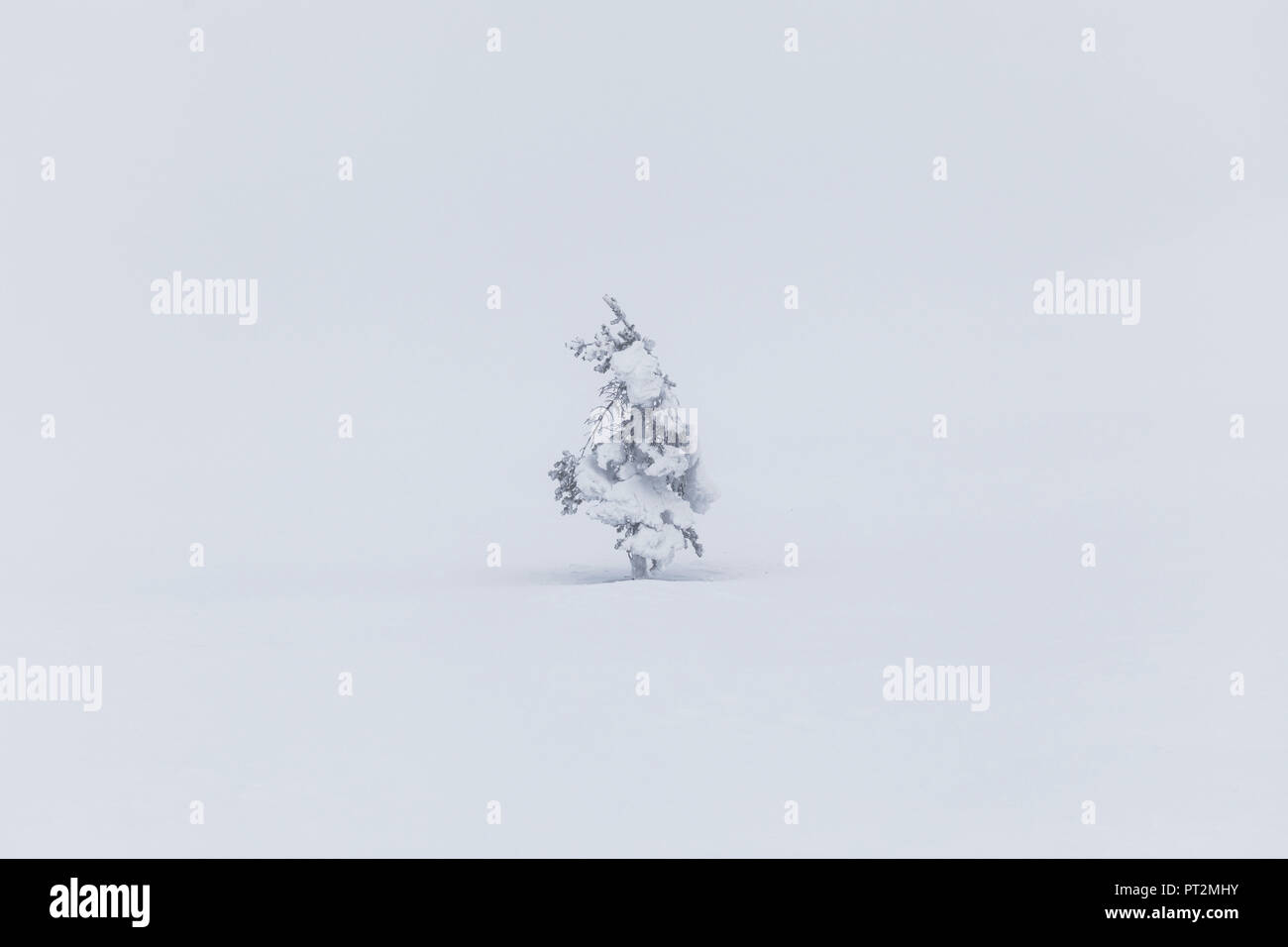 Einsamer Baum bei Pallas-Yllästunturi Nationalpark, Muonio, Lappland, Finnland, Europa Stockfoto