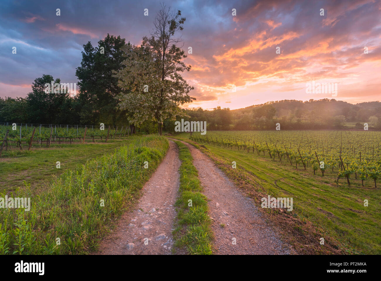 Franciacorta bei Sonnenuntergang, Lombardei, Provinz Brescia, Italien Stockfoto