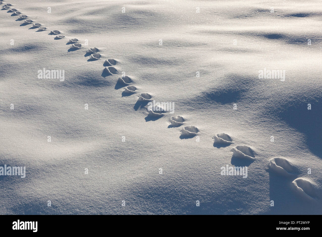 Spuren von wilden Tieren in den Schnee, Cansiglio Wald, Farra d'Alpago, Provinz Belluno, Venetien, Italien Stockfoto