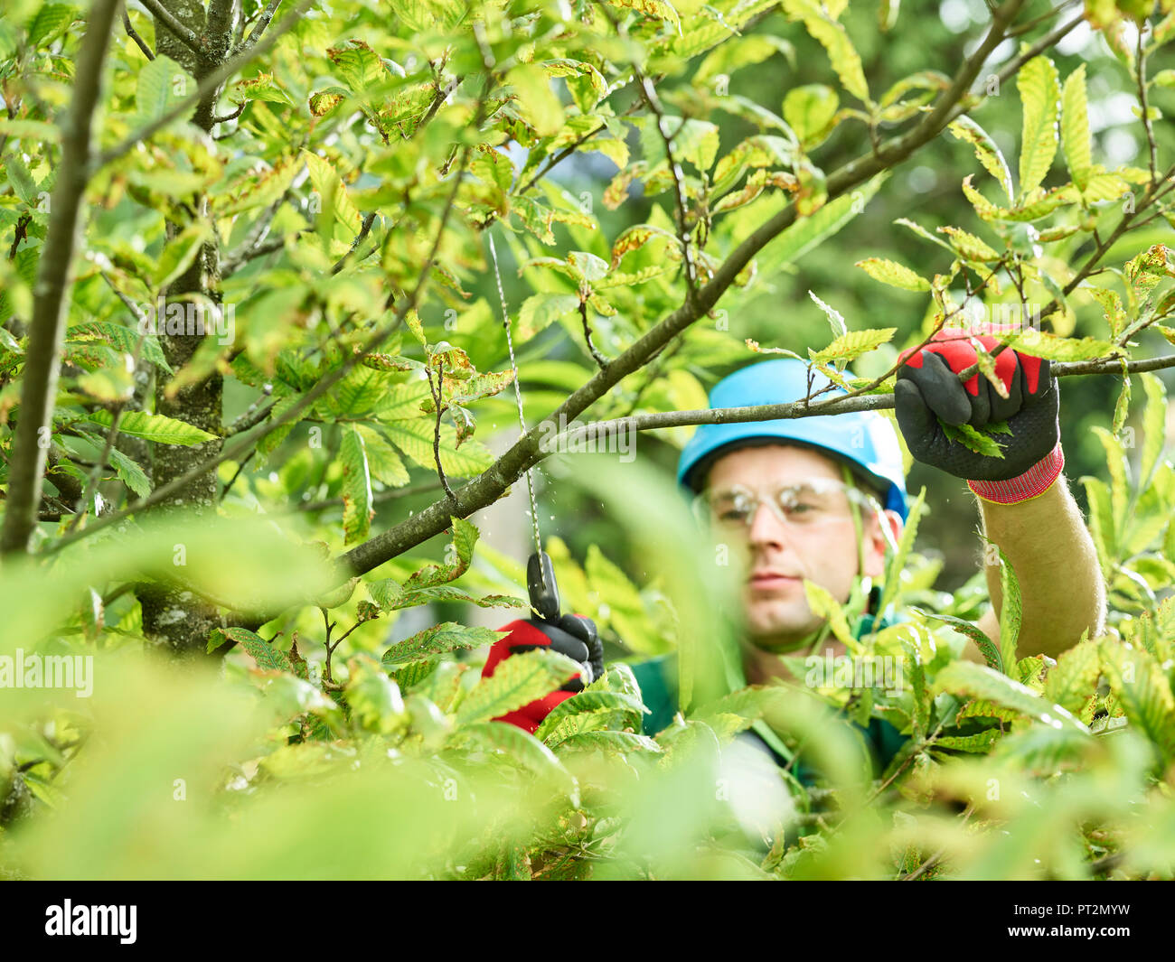 Baum cutter Beschneidung der Baum Stockfoto