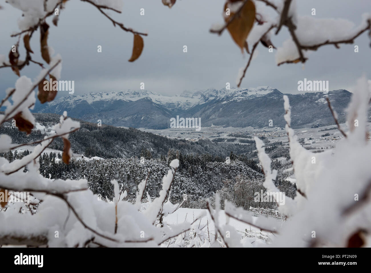 Brenta Gruppe in einem Rahmen von Apple Niederlassungen mit Schnee bedeckt, Tal, Trentino Südtirol, Italien, Europa, Stockfoto