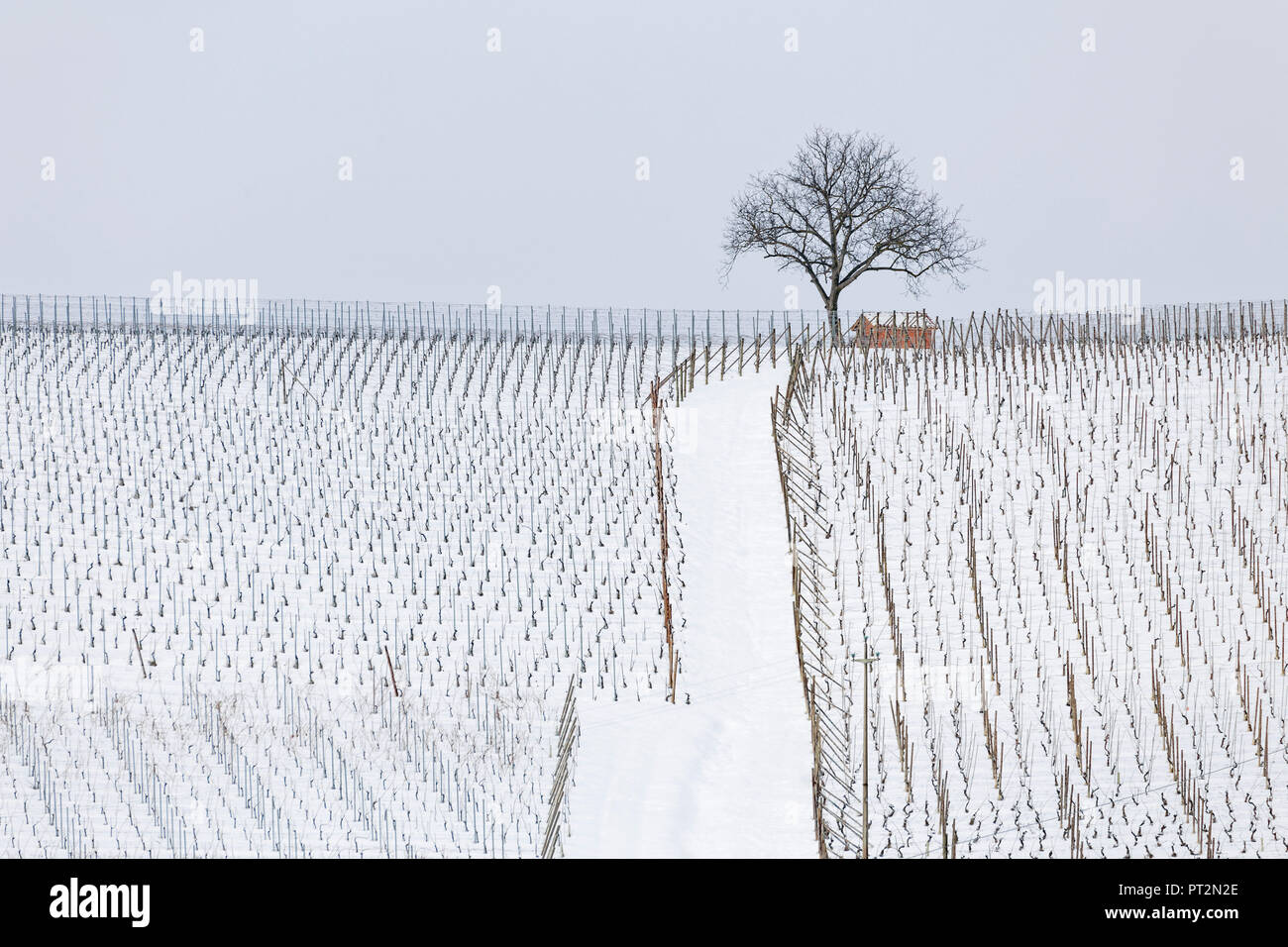 Langhe, Cuneo, Piemont, Italien, Langhe Weinregion winter schnee Stockfoto