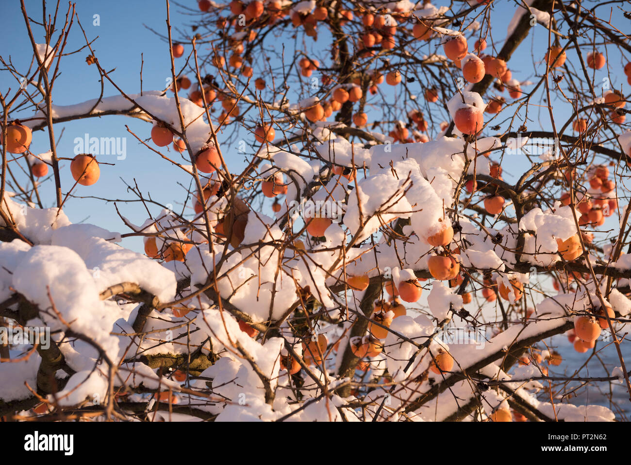Die PERSIMMON unter dem Schnee, Serralunga d'Alba, Langhe, Provinz Cuneo, Piemont, Italien, Europa Stockfoto