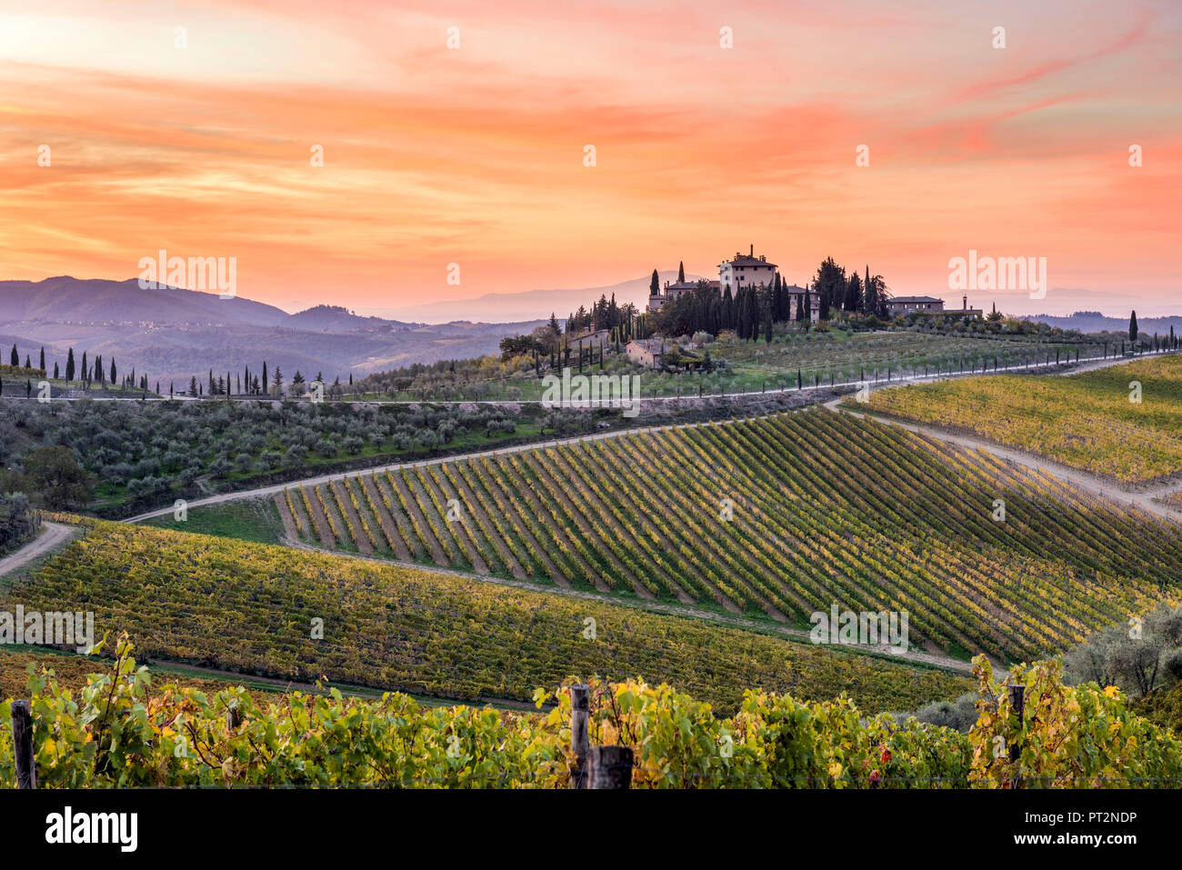 Bauernhaus, das von Weinbergen bei Sonnenaufgang umgeben, Gaiole in Chianti, Provinz Siena, Toskana, Italien, Stockfoto