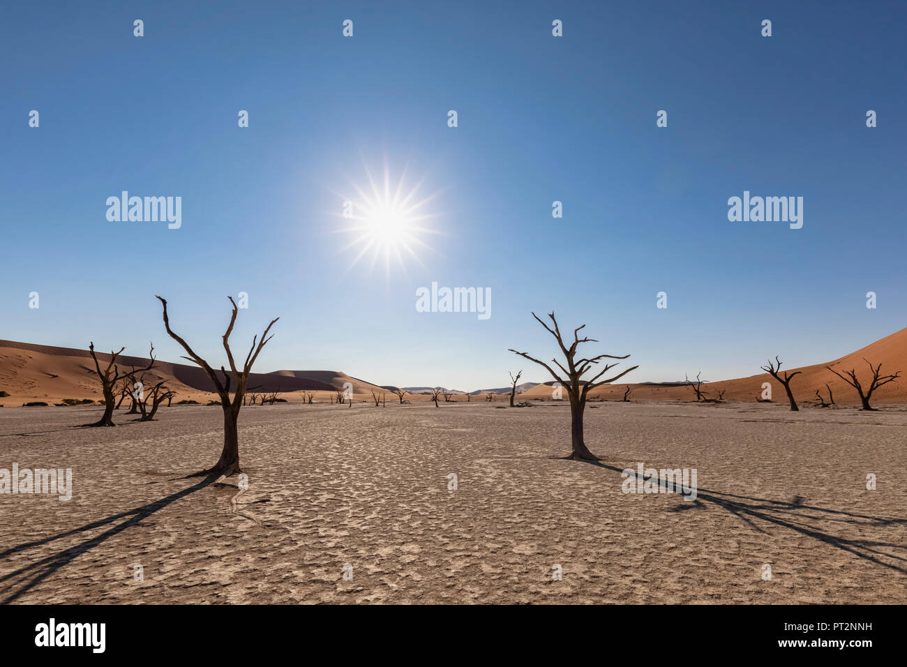 Afrika, Namibia, Namib-Naukluft-Nationalpark, Deadvlei, tote Akazie in Clay pan Stockfoto