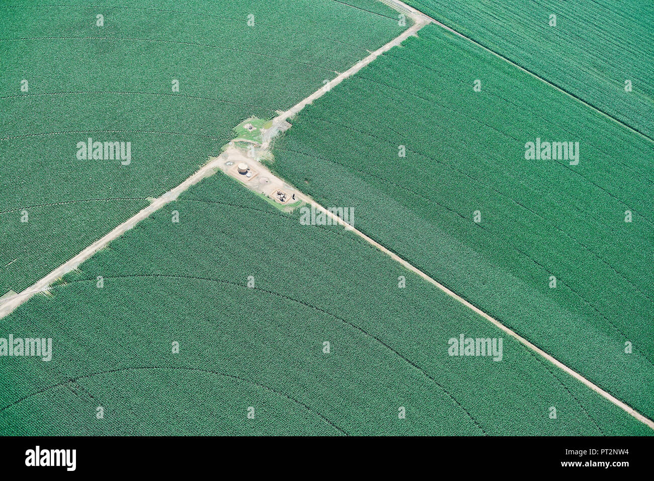 USA, bewässerten Mais Ernte in der Nähe von LaSalle, Colorado Stockfoto