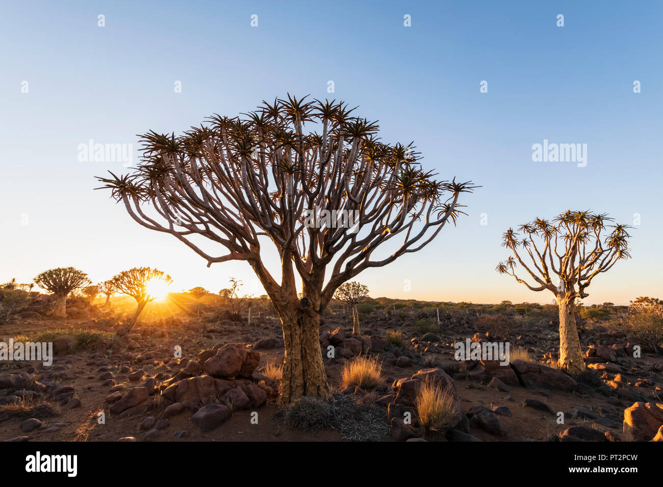 Afrika, Namibia, Keetmanshoop, Köcherbaumwald bei Sonnenaufgang Stockfoto