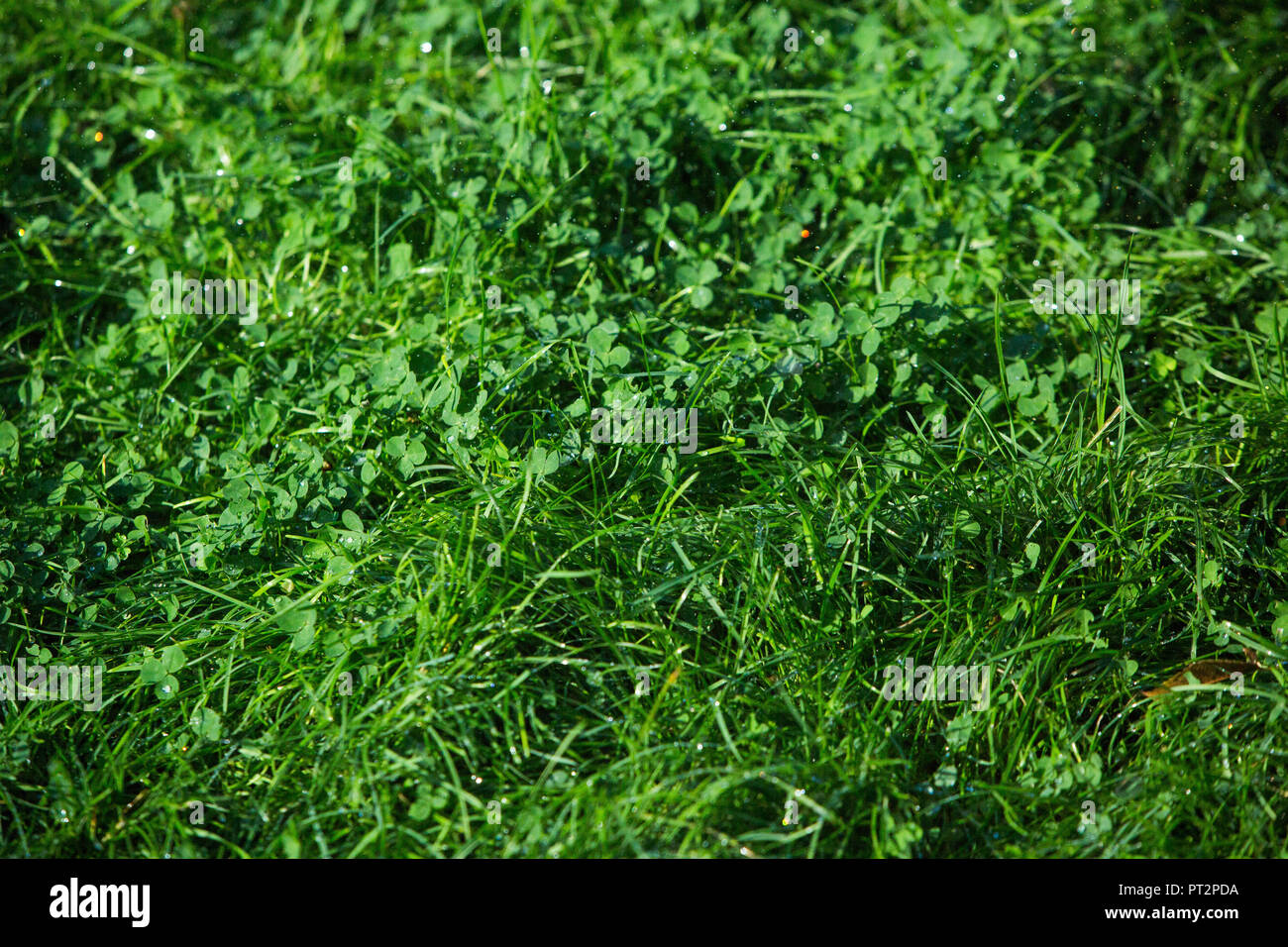Grune Gras Textur Stockfotos Und Bilder Kaufen Alamy