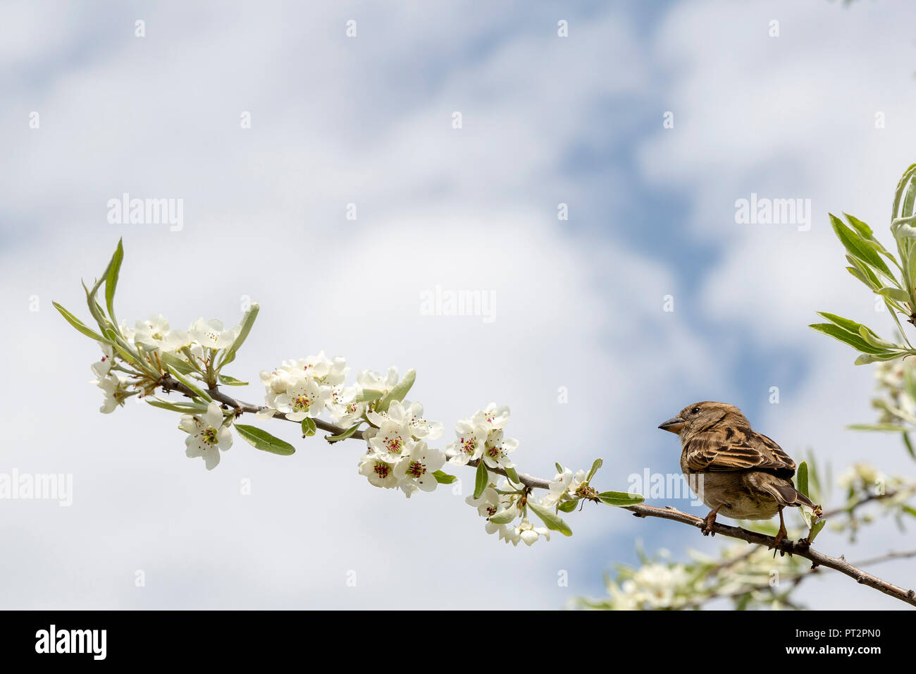 Auf einem Ast eines Baumes Vogel Stockfoto