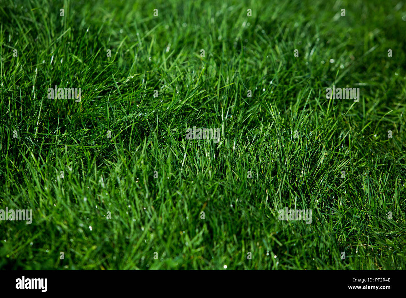 Gras Textur Stockfotos Und Bilder Kaufen Alamy