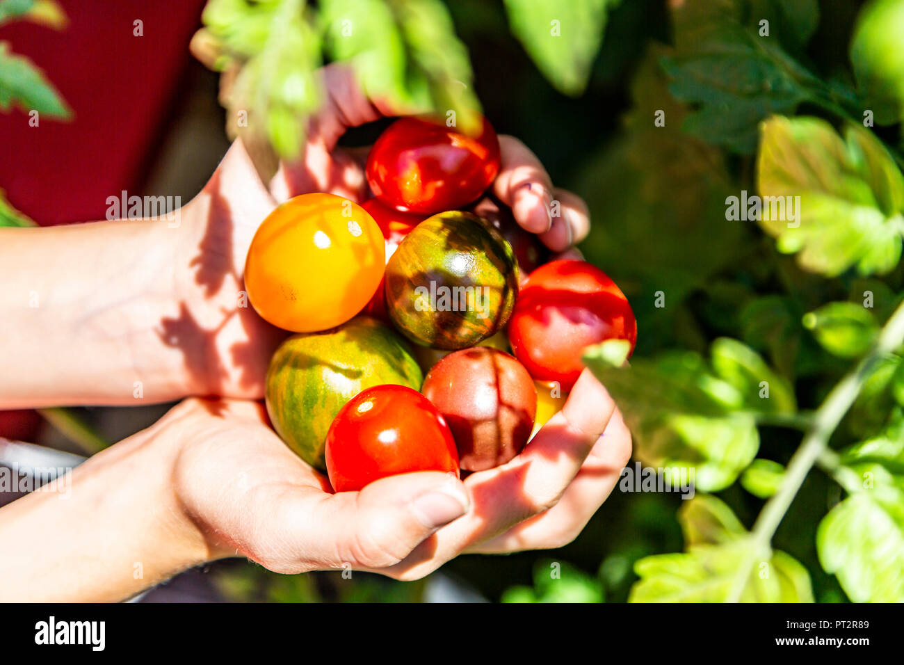 Mädchen mit bunten Tomaten in der Hand Stockfoto