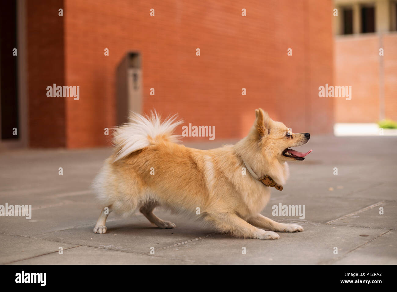 Hund spielt mit seiner Zunge heraus Stockfoto