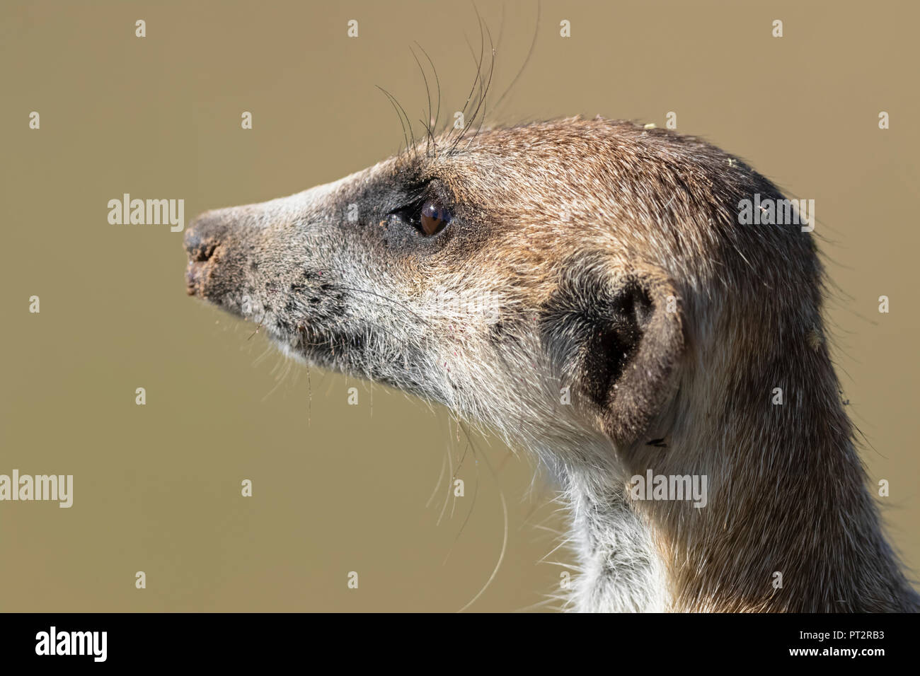 Botswana, Kgalagadi Transfrontier Park, Kalahari, Portrait von Erdmännchen, Suricata suricatta Stockfoto