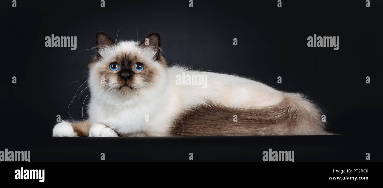 Adorable Ausgezeichnete Seal Point Heilige Birma Katze