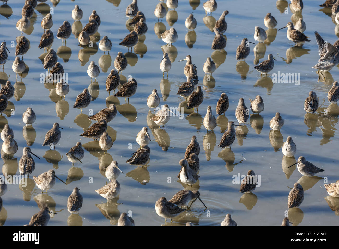Lange dowitcher im Teich an Vancouver BC Kanada in Rechnung gestellt. Stockfoto