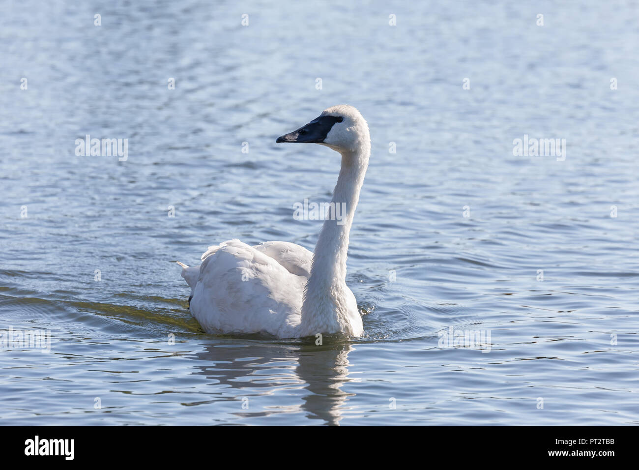 Trompeter Schwan, der auf einem Teich in Vancouver BC Kanada. Stockfoto