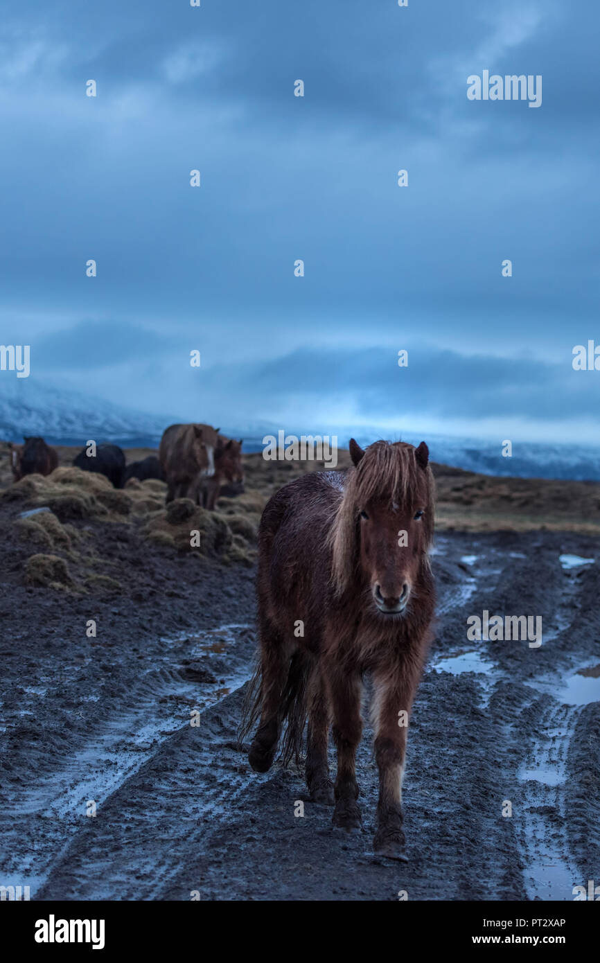 Islandpferde, auf Island im Regen fotografiert. Stockfoto