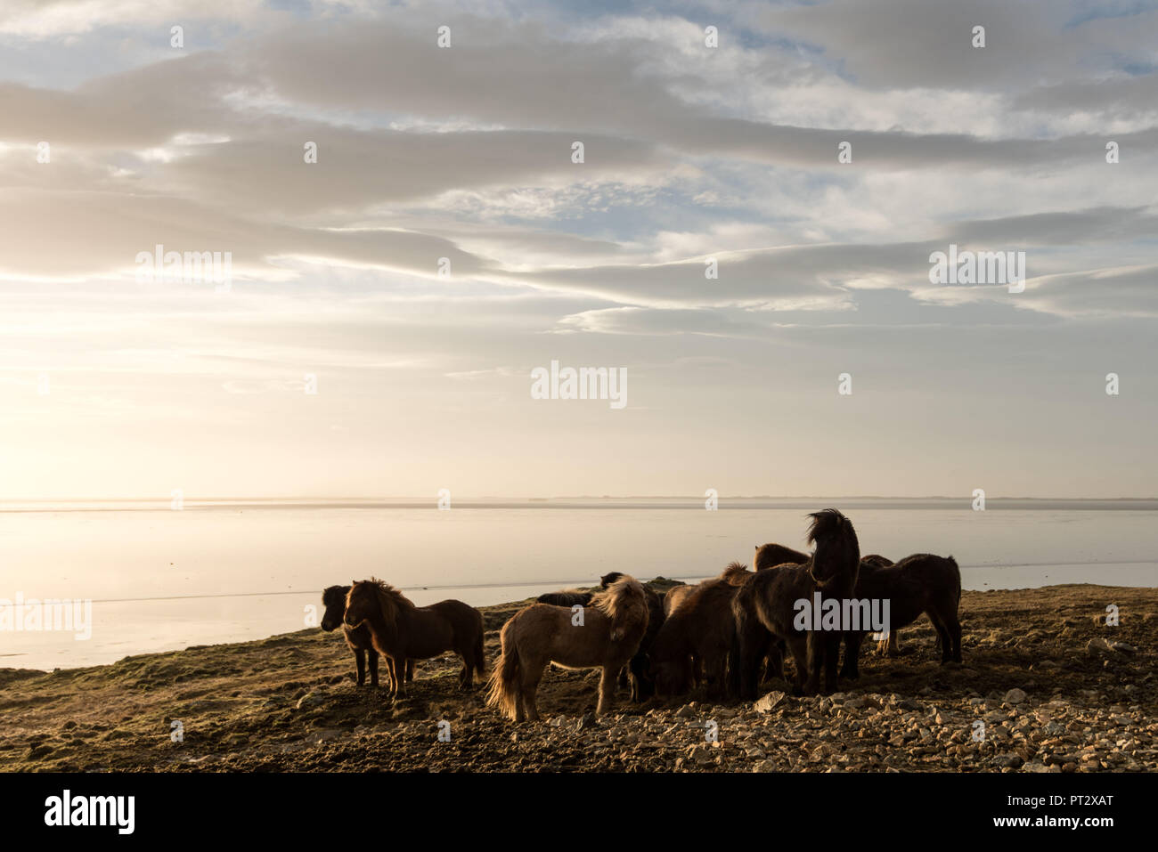 Islandpferde im Sonnenlicht, auf Island im Herbst fotografiert. Stockfoto