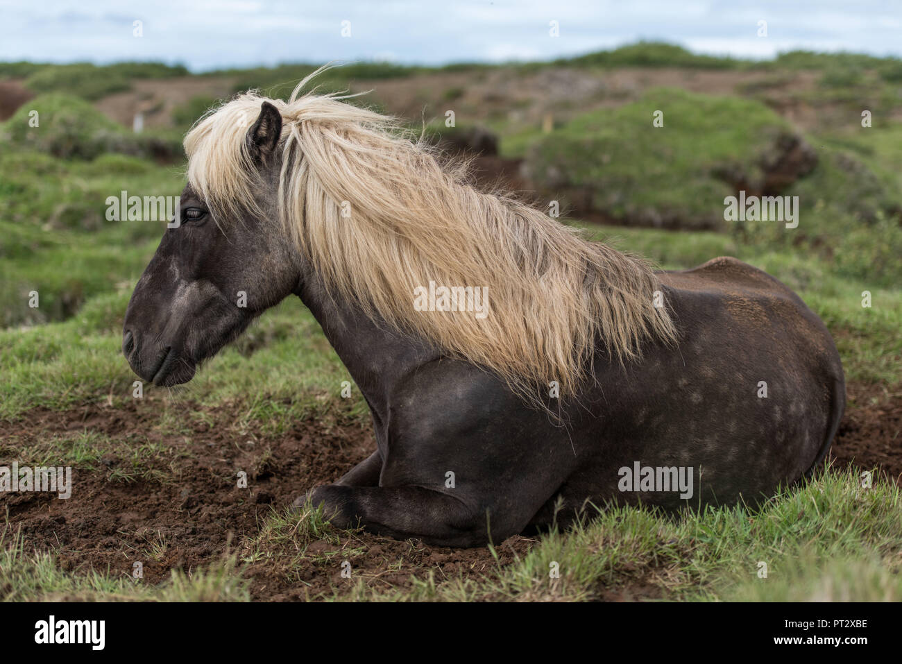 Isländische Pferd liegend, auf Island im Sommer fotografiert. Stockfoto