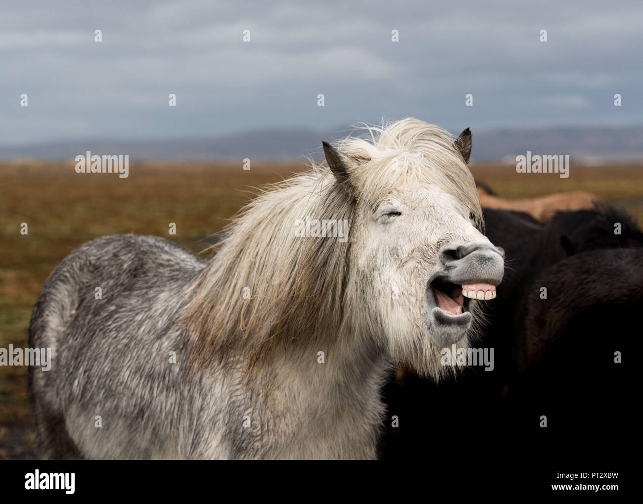 Islandpferde, auf Island im Herbst fotografiert. Stockfoto