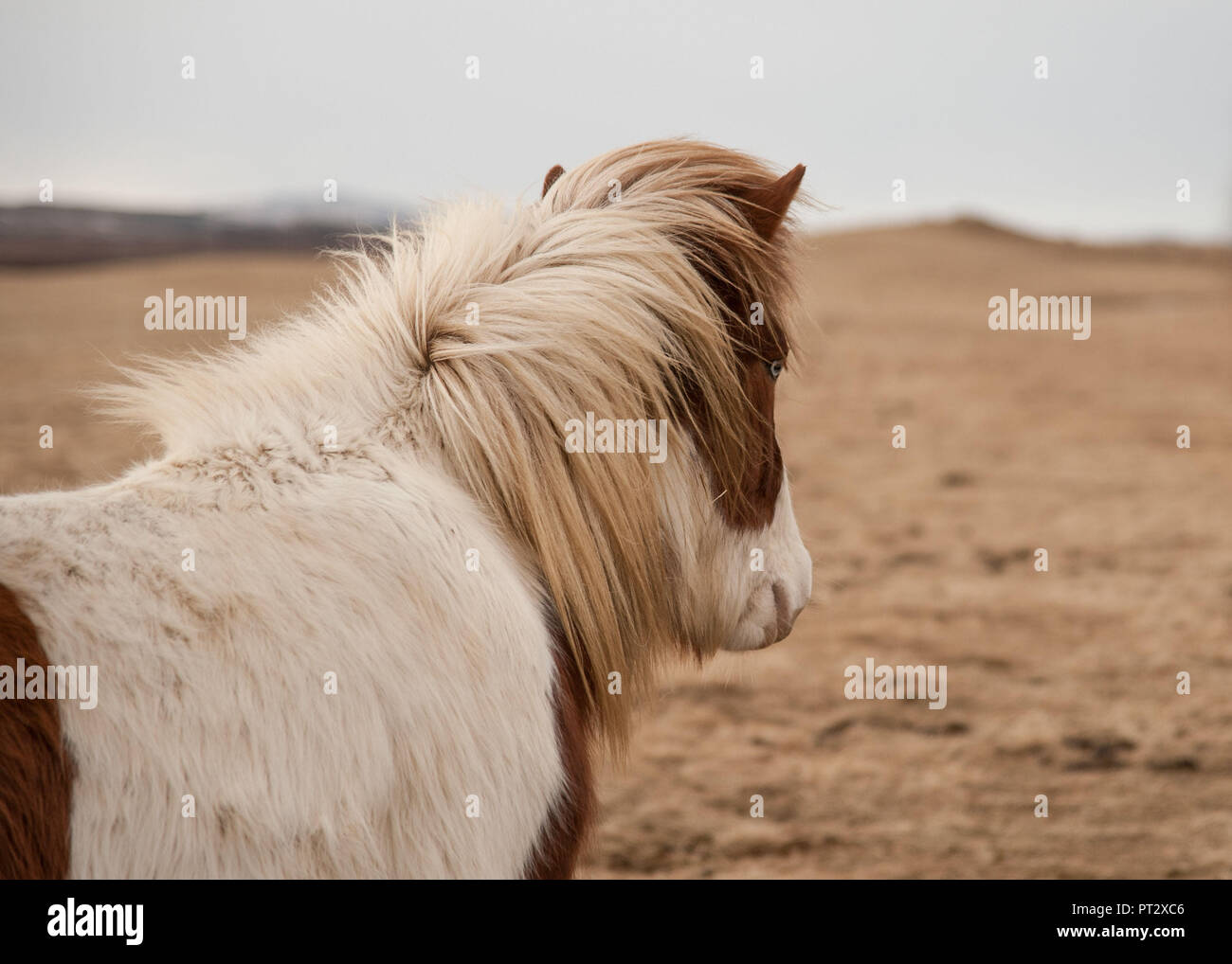 Isländer, auf Island im Herbst fotografiert. Stockfoto