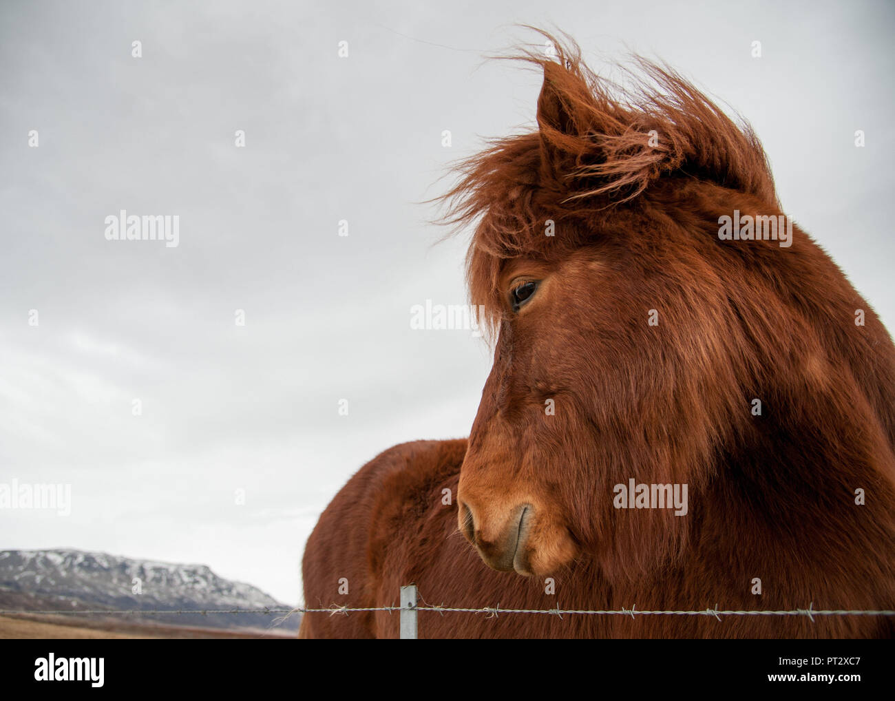 Isländer, auf Island im Winter fotografiert. Stockfoto