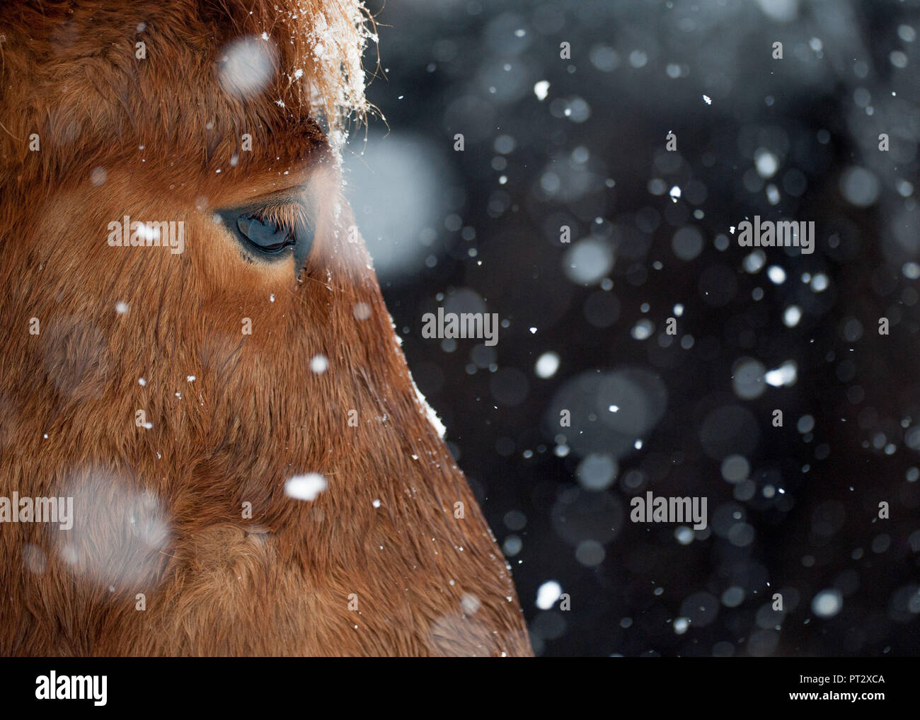 Isländer, auf Island im Winter fotografiert in Schneefall Stockfoto