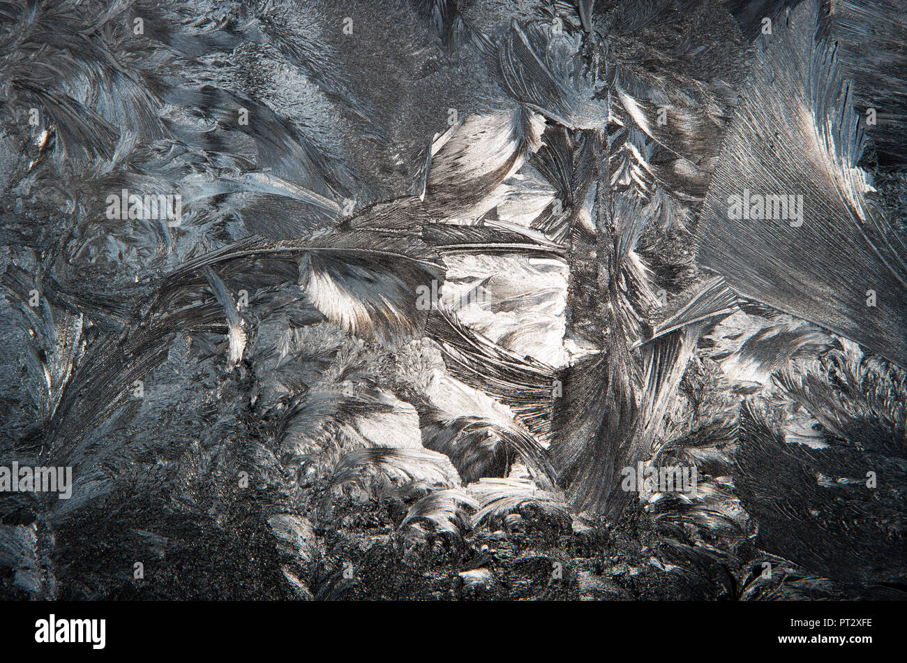 Frost Blumen auf einer Scheibe Stockfoto