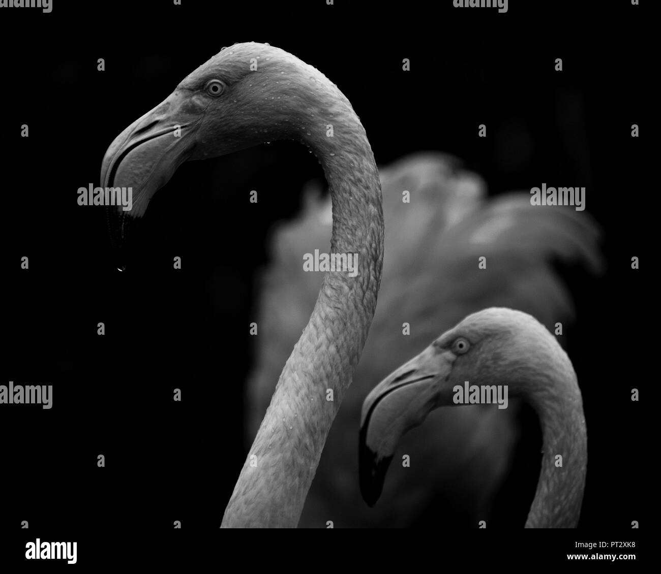 Flamingos in Symmetrie Stockfoto