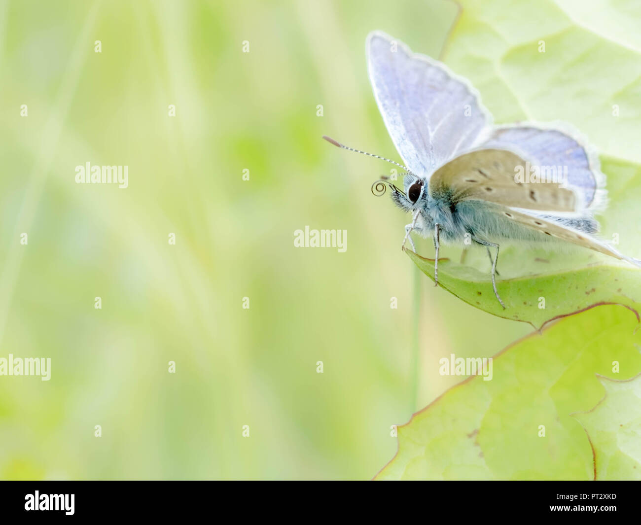 Gossamer - winged Schmetterling Stockfoto