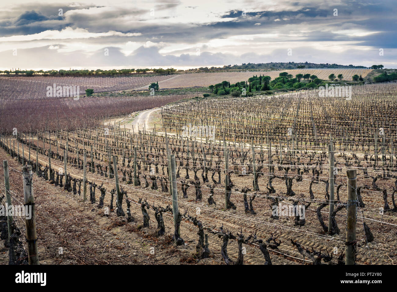 Wein Feld in La Clape im Herbst, Domaine L'Hospitalet Stockfoto