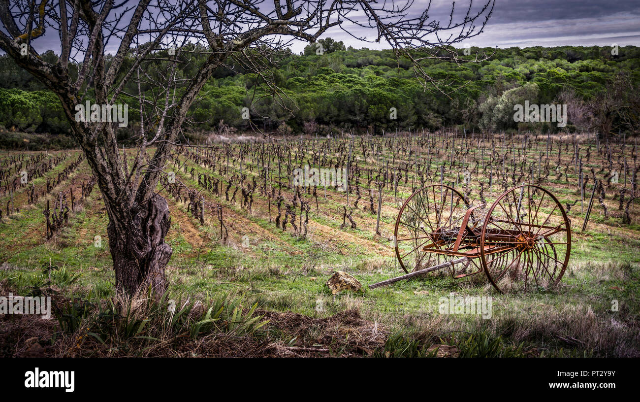 Grapevine Feld in Fleury d'Aude im Winter mit alten landwirtschaftlichen Heu rechen Stockfoto