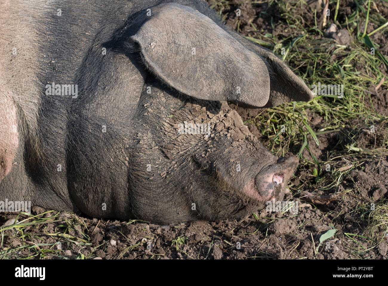 Schwein im Freien, Lügen, freier Bereich Stockfoto