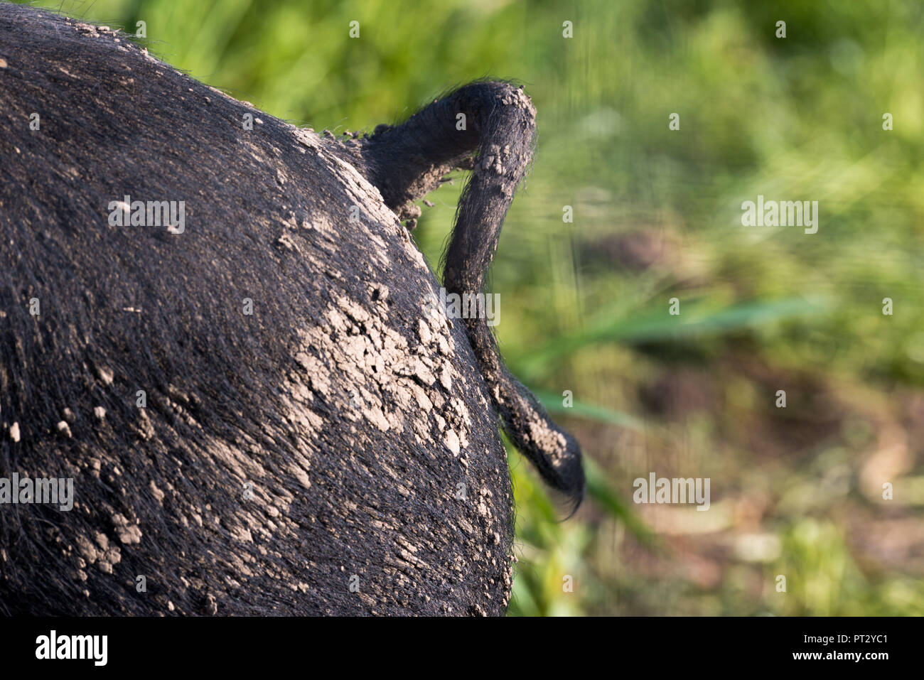 Schwein im Freien, Lügen, freier Bereich Stockfoto