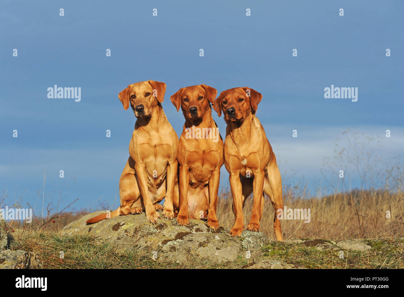 Labrador Retriever, Gelb, Weibchen und Männchen, drei Hunde nebeneinander sitzen, Österreich Stockfoto