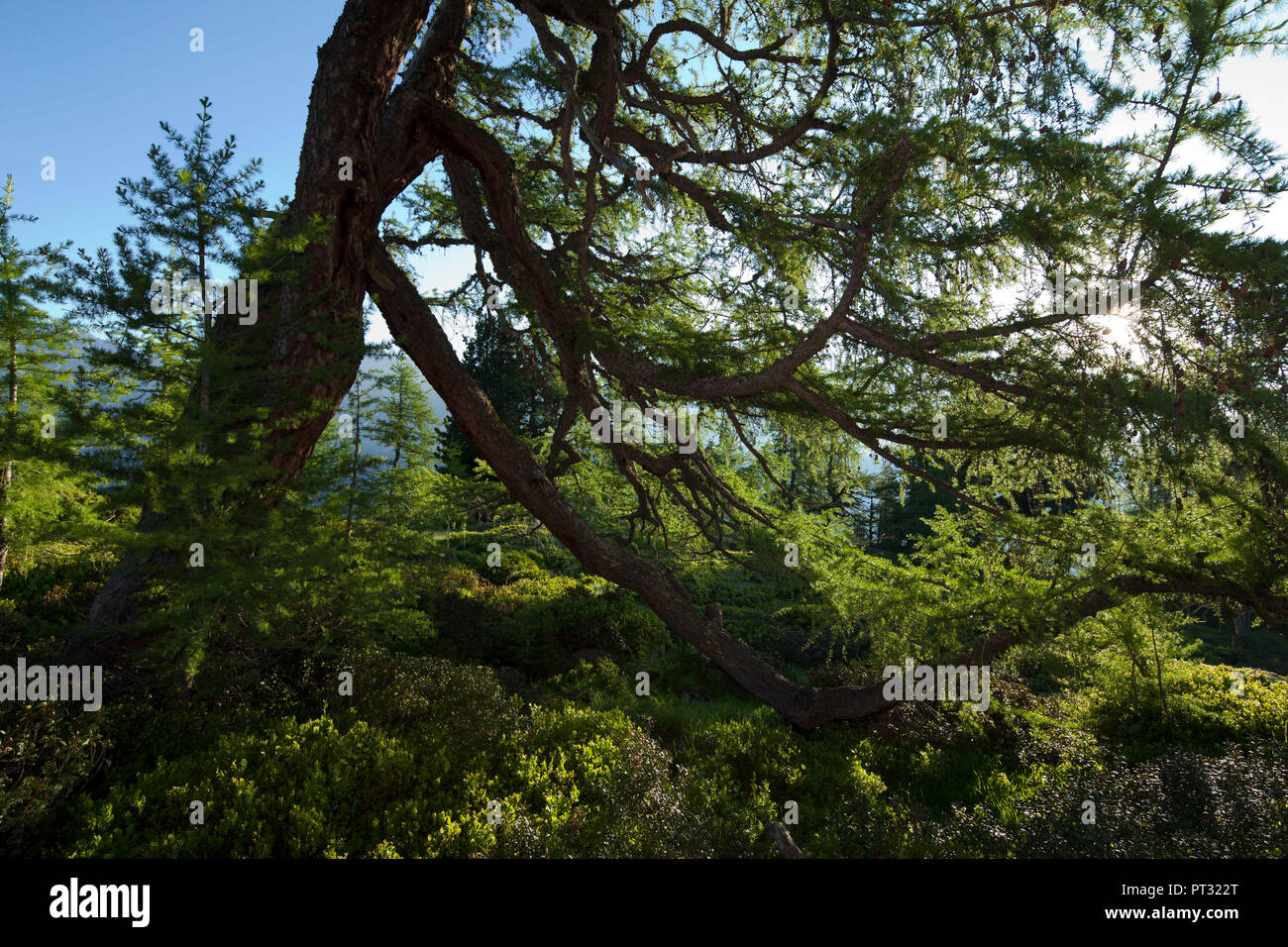 Lärchenwald, Ganatsch Alm, Lechtaler Alpen, Tirol, Österreich Stockfoto