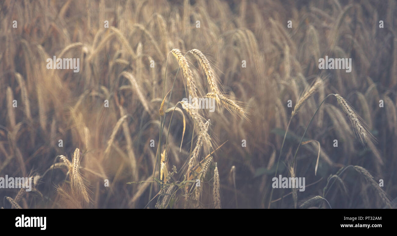 Goldene Ähren im Feld Struktur Stockfoto