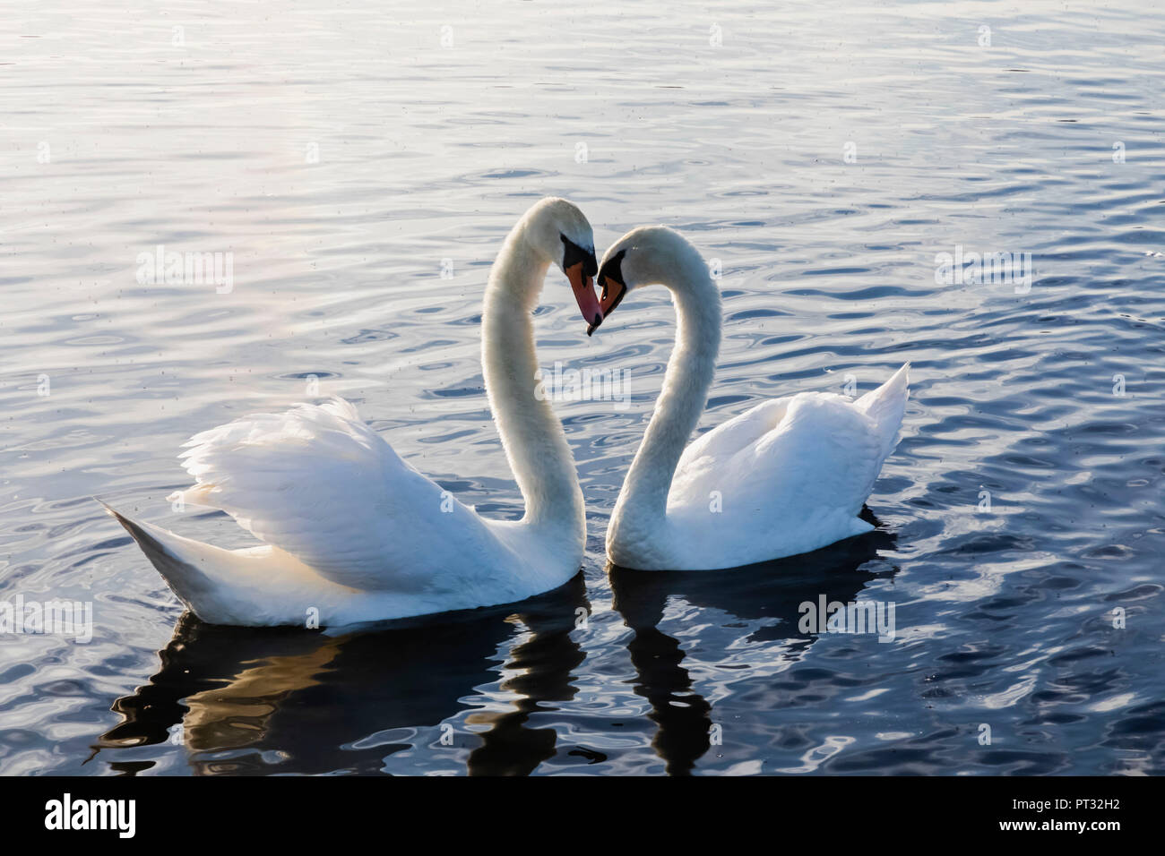 England, London, Kensington, Kensington Gardens, die runden Teich, Schwäne Stockfoto