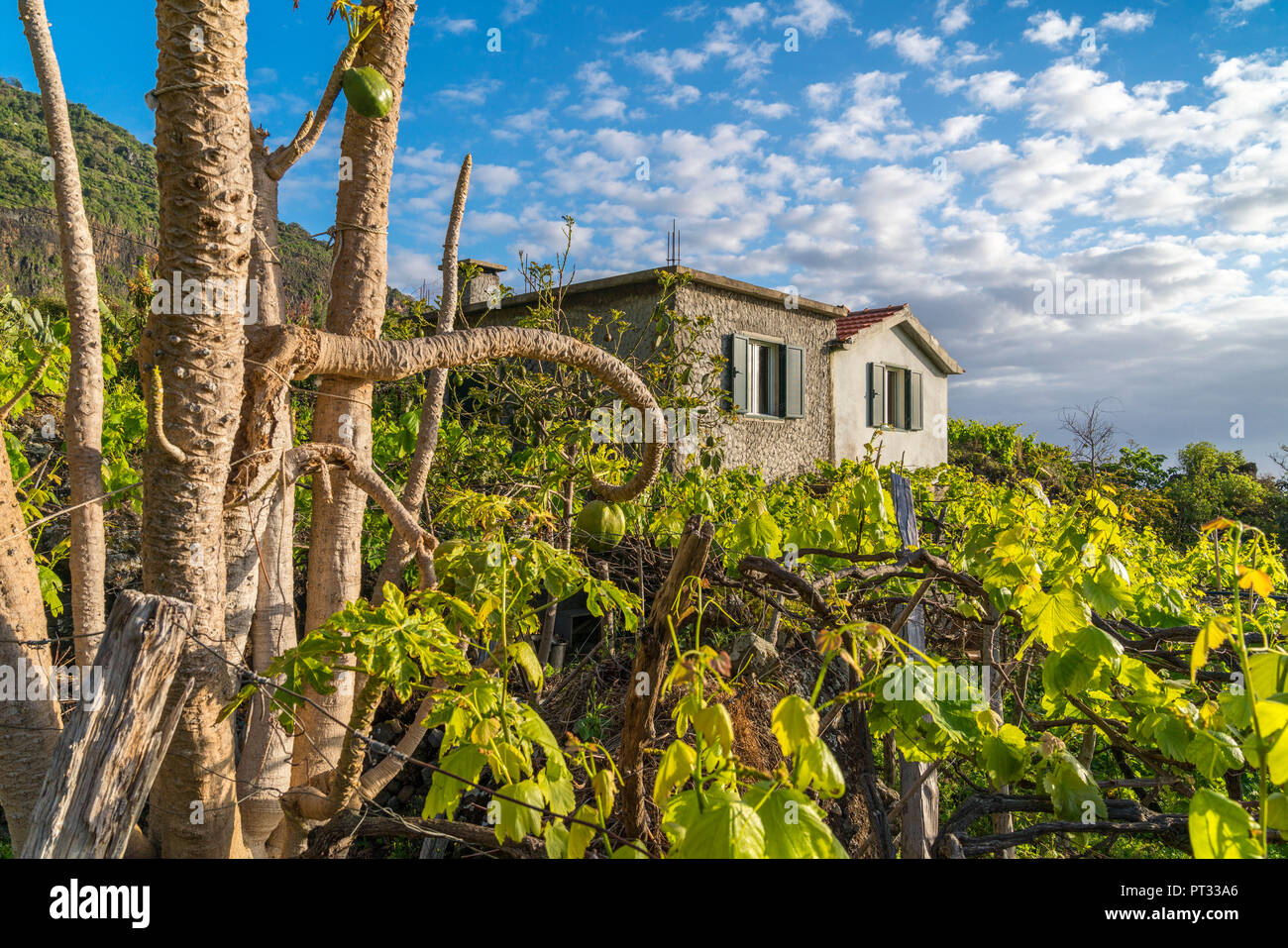 Bauernhaus, umgeben von Weinreben mit Papaya Bäume im Vordergrund, Faial, Santana Gemeinde, Region Madeira, Portugal, Stockfoto