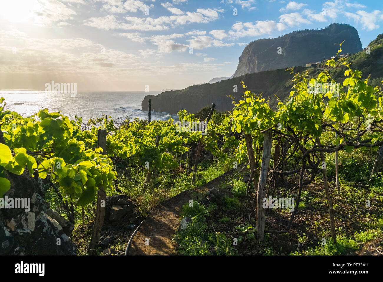 Weinberg mit Kran Aussichtspunkt im Hintergrund, Faial, Santana Gemeinde, Region Madeira, Portugal, Stockfoto