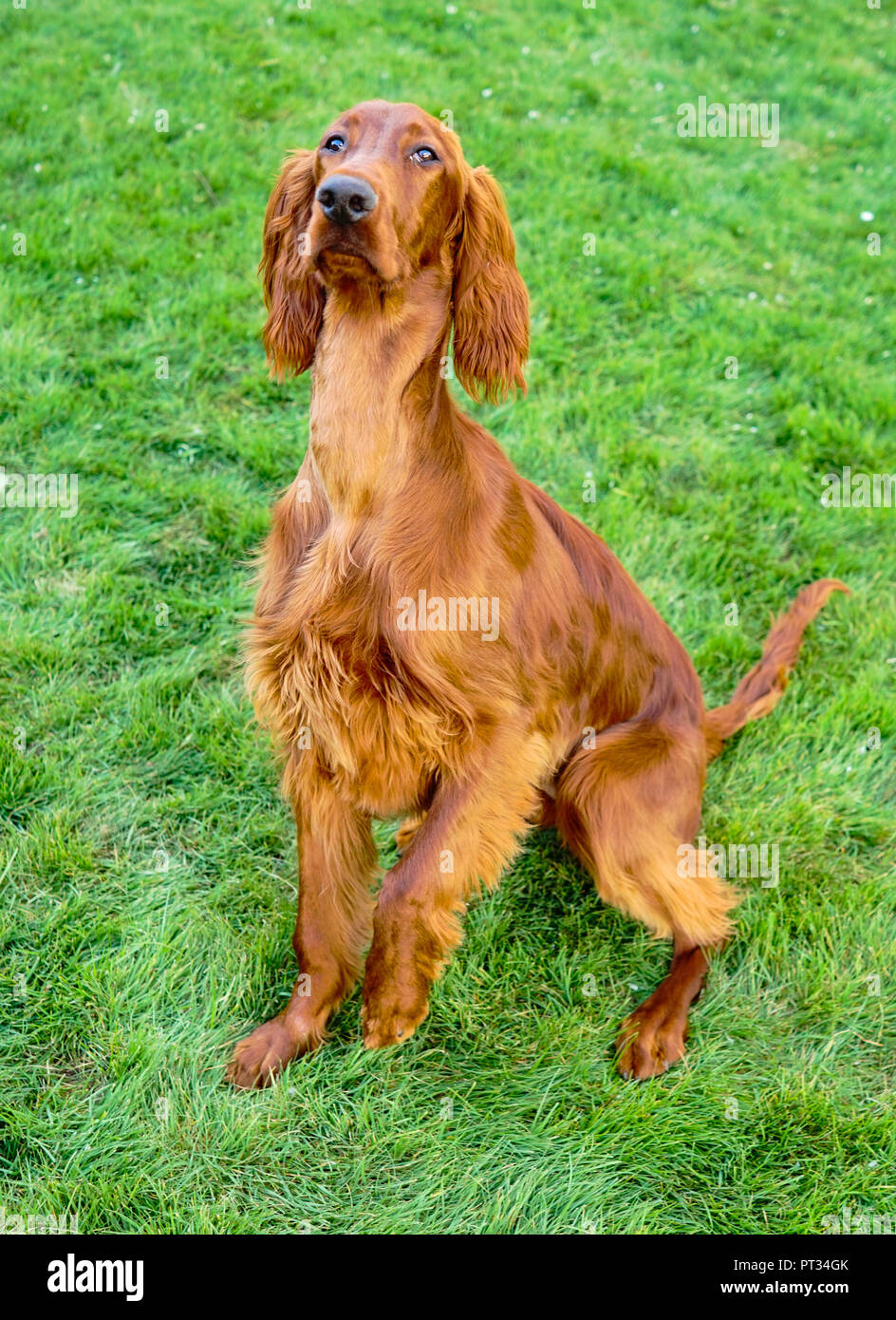 Eine junge Irish Setter Welpen steht, die auf eine Behandlung mit der einen Pfote bis Stockfoto