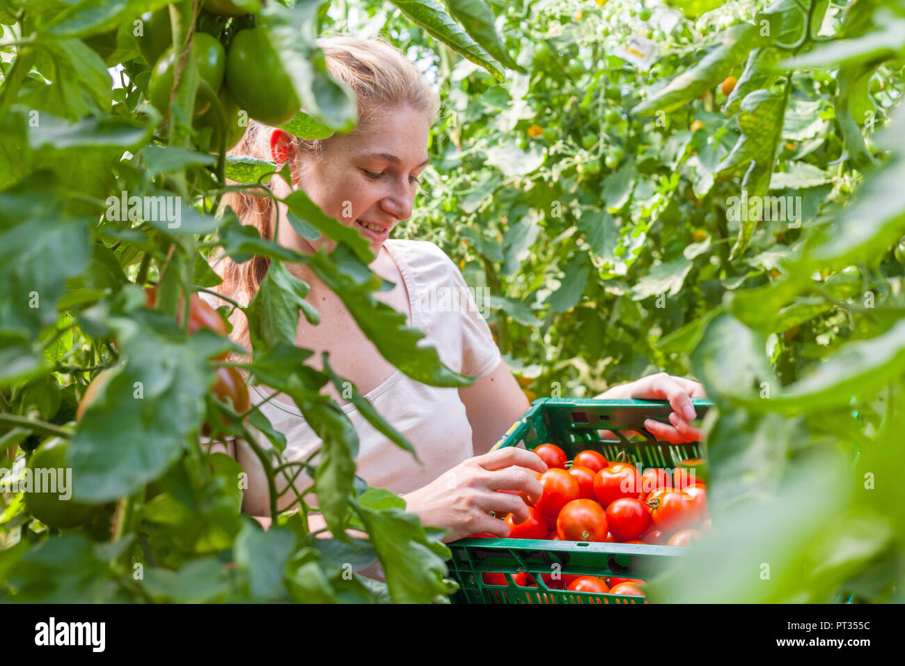 Frau am Biohof Ernten Tomaten im Gewächshaus, Deutschland Stockfoto