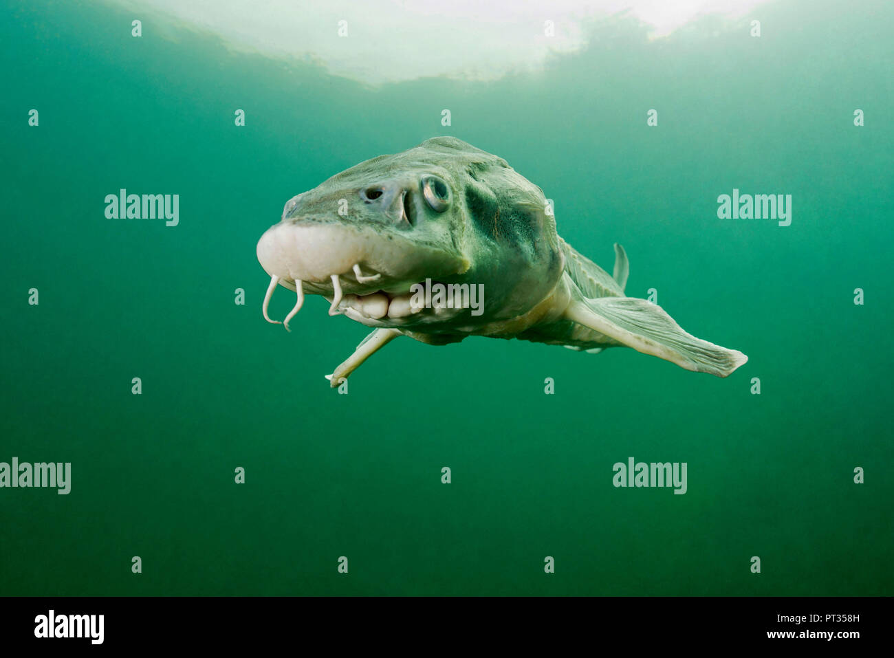 Sturgeon Fish Acipenser Stockfotos und -bilder Kaufen - Alamy
