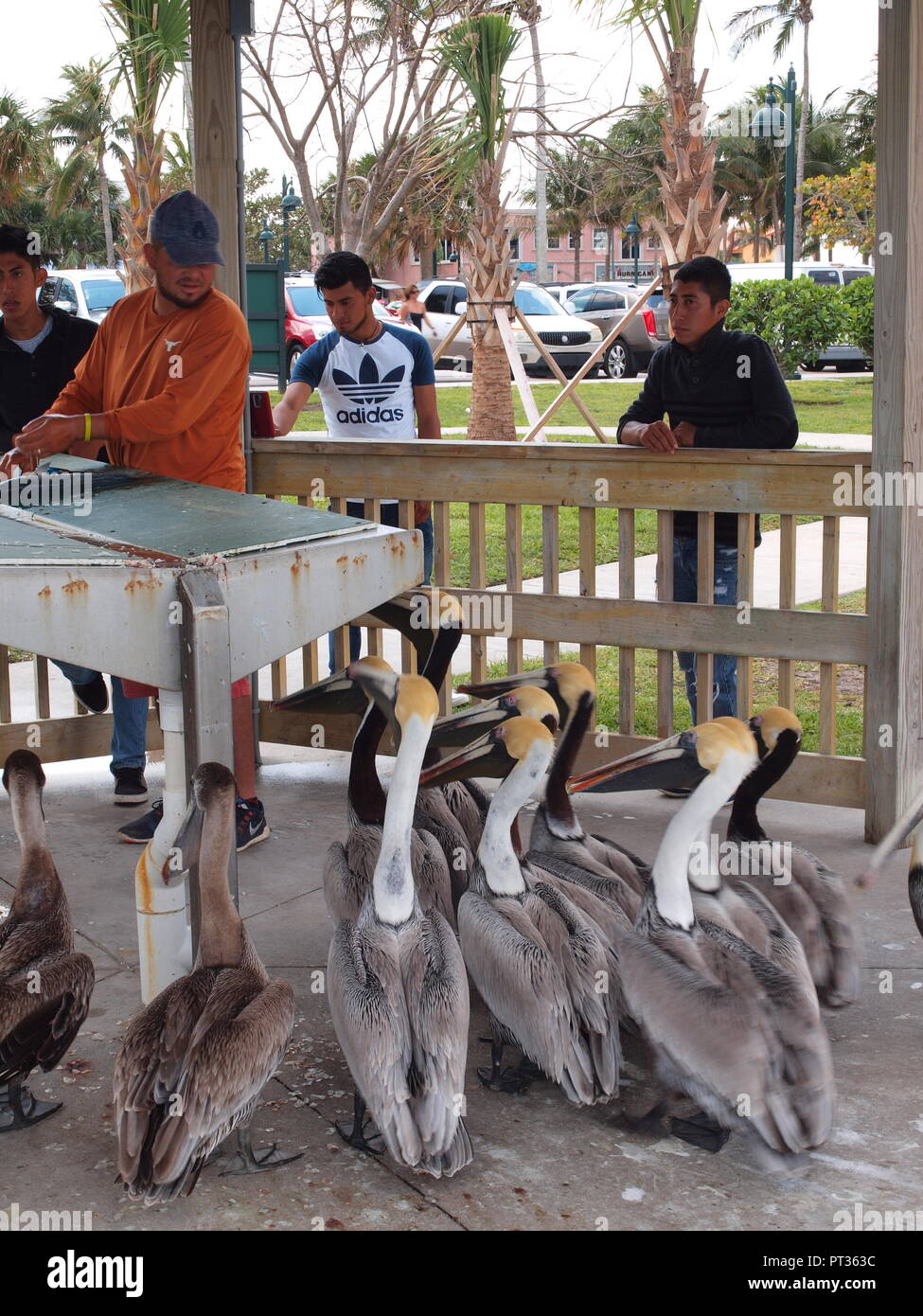 Fisch Reinigungsstation in Ft. Pierce, Florida und einem hungrigen Masse von Pelikanen. Stockfoto