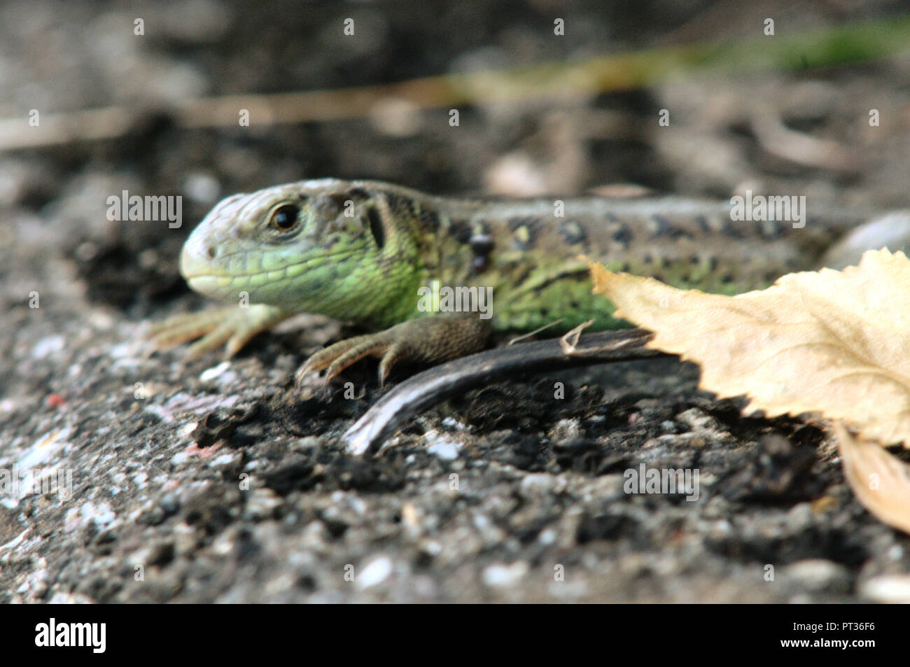 Lacerta agilis; Männliche Zauneidechse, Schweizer Dorf Berschis Stockfoto