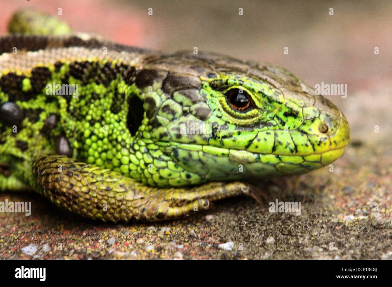 Lacerta agilis; Männliche Zauneidechse, Schweizer Dorf Berschis Stockfoto