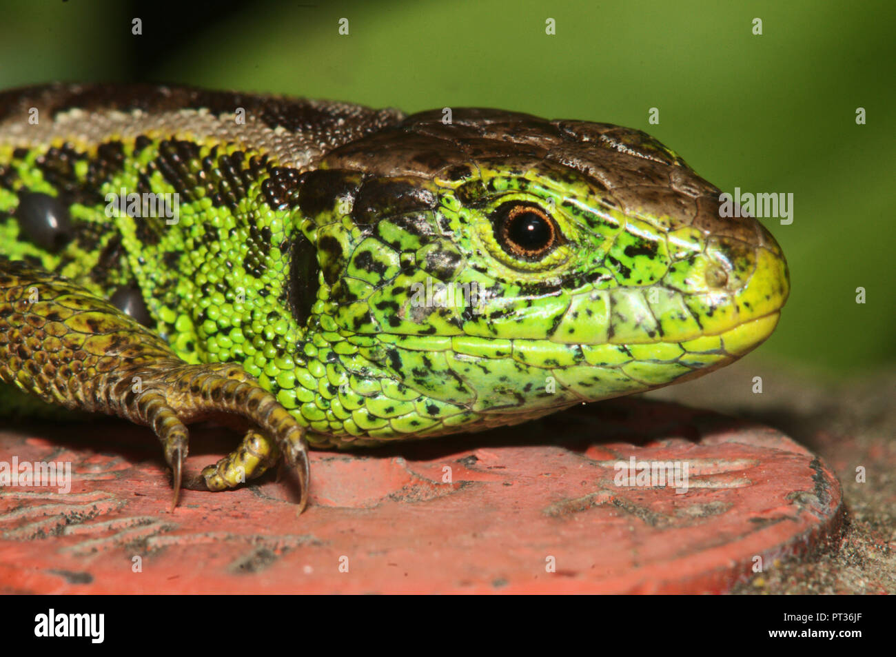 Lacerta agilis; Männliche Zauneidechse, Schweizer Dorf Berschis Stockfoto