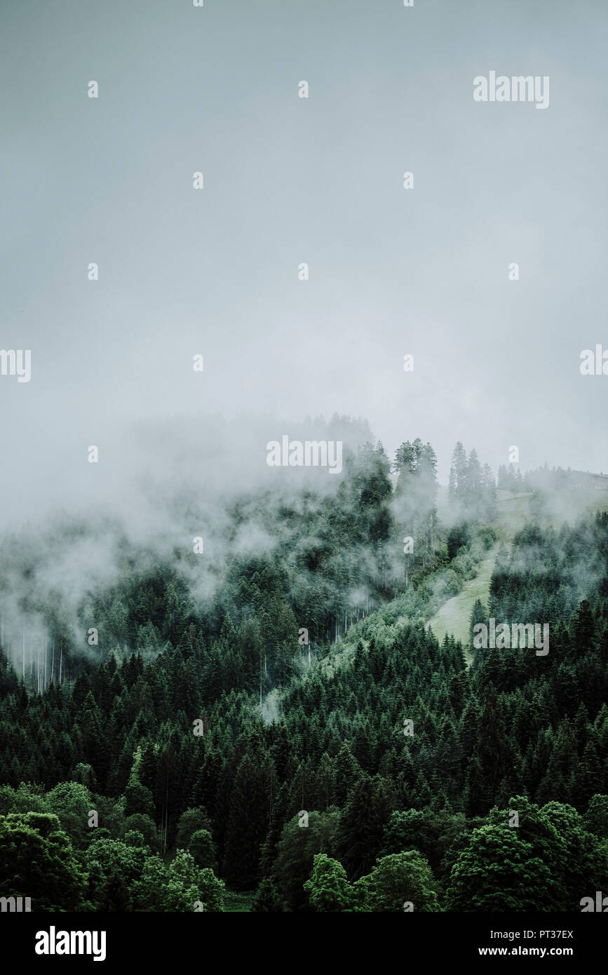 Aufsteigende Wolken von einem Wald in den Bergen Stockfoto